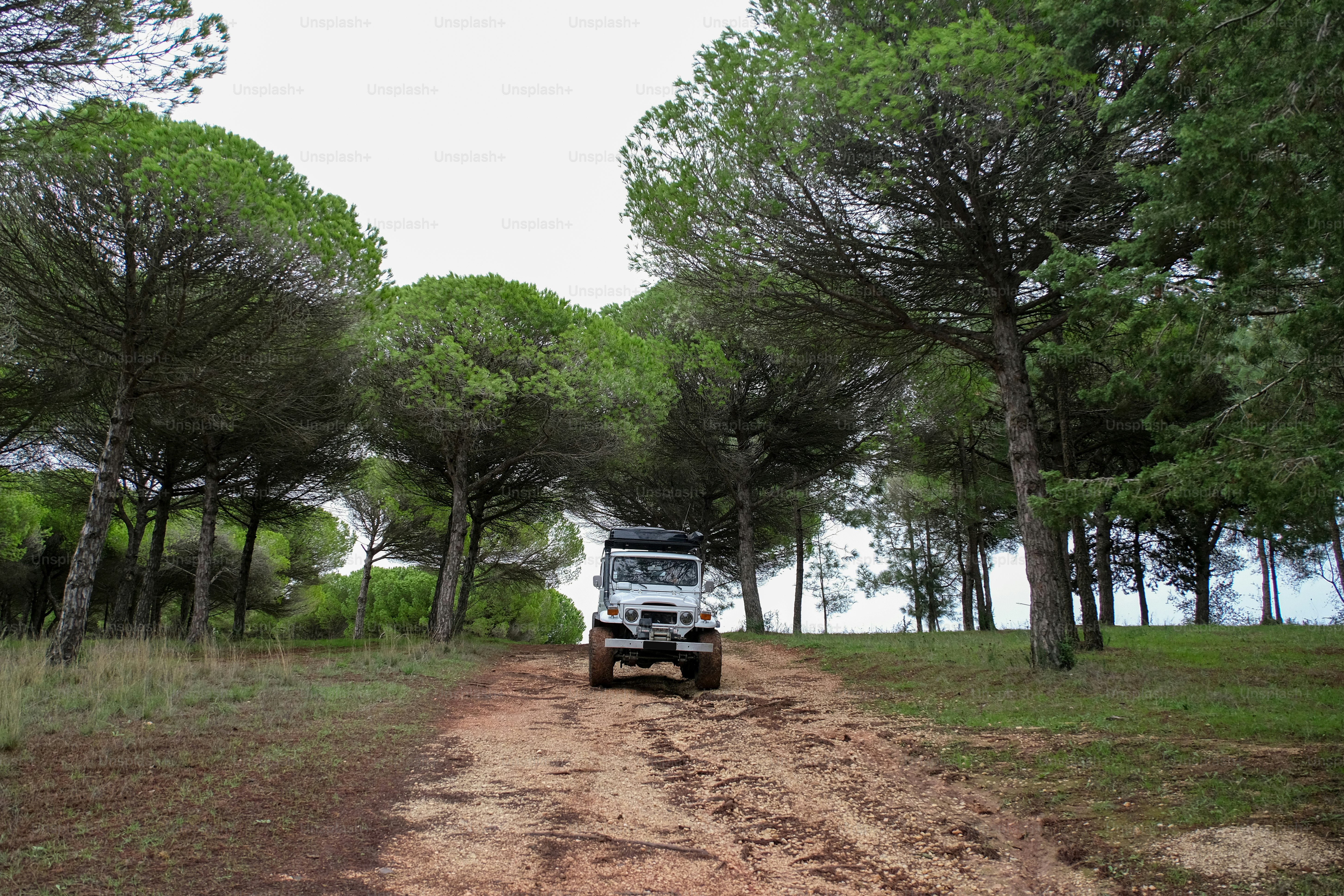 a jeep driving down a dirt road in the woods