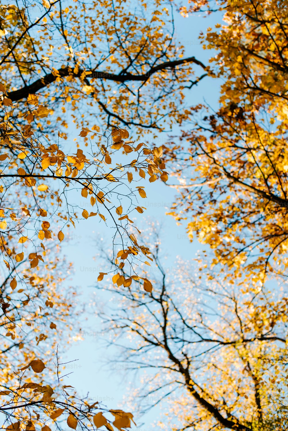 looking up at the branches of a tree with yellow leaves