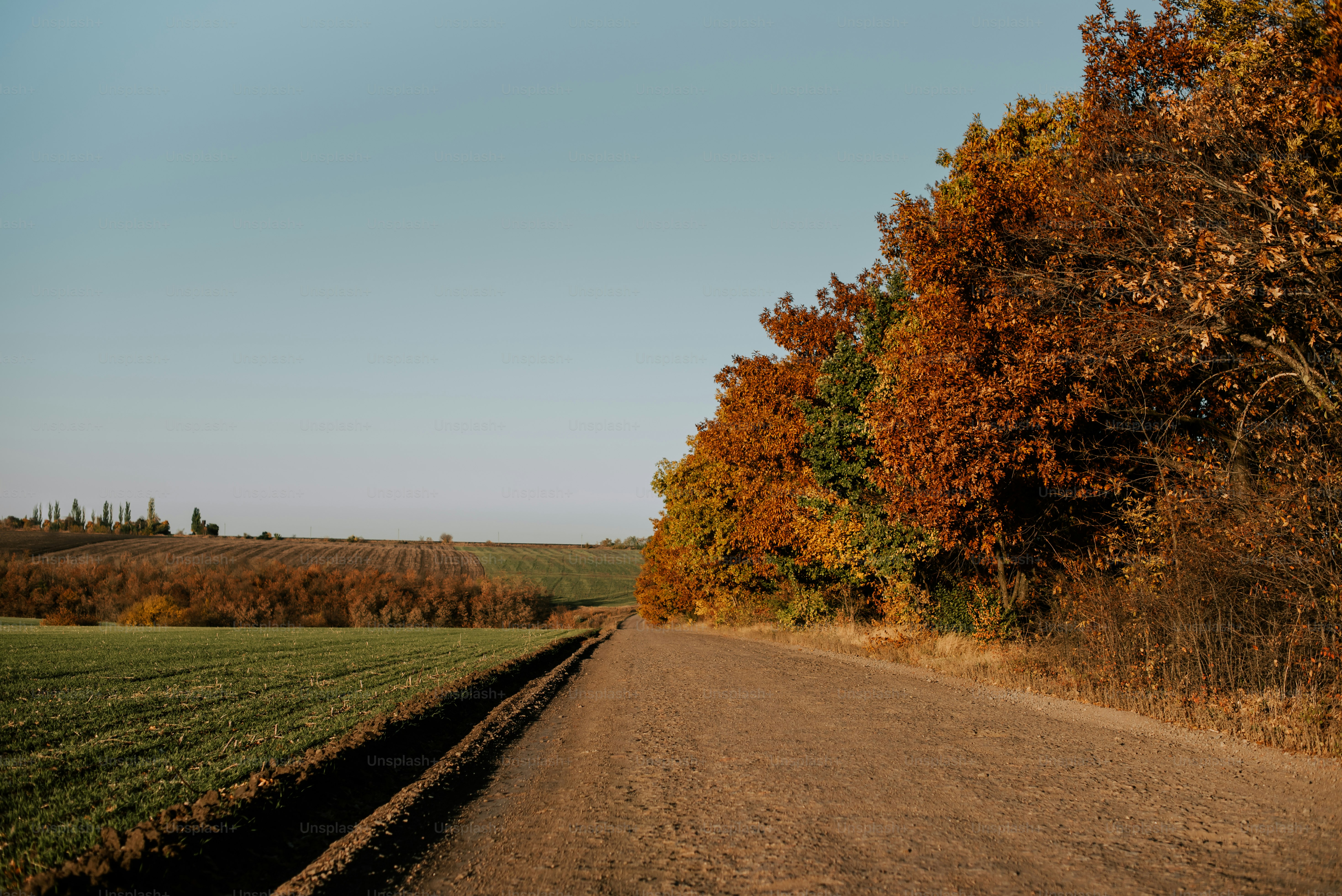 Un camino de tierra rodeado de árboles y hierba