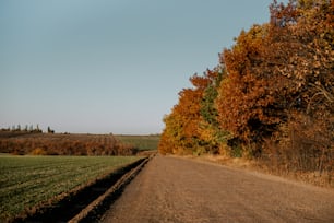 a dirt road surrounded by trees and grass