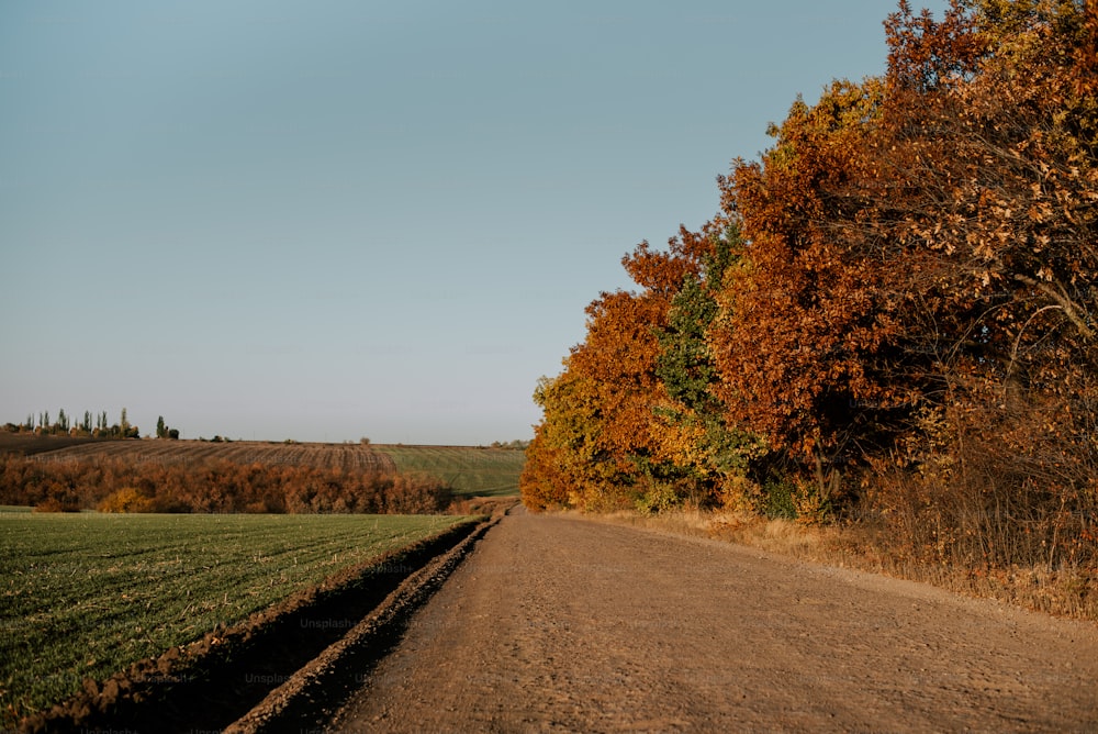 a dirt road surrounded by trees and grass