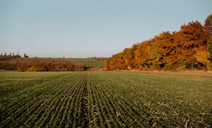 Un campo arado con árboles al fondo
