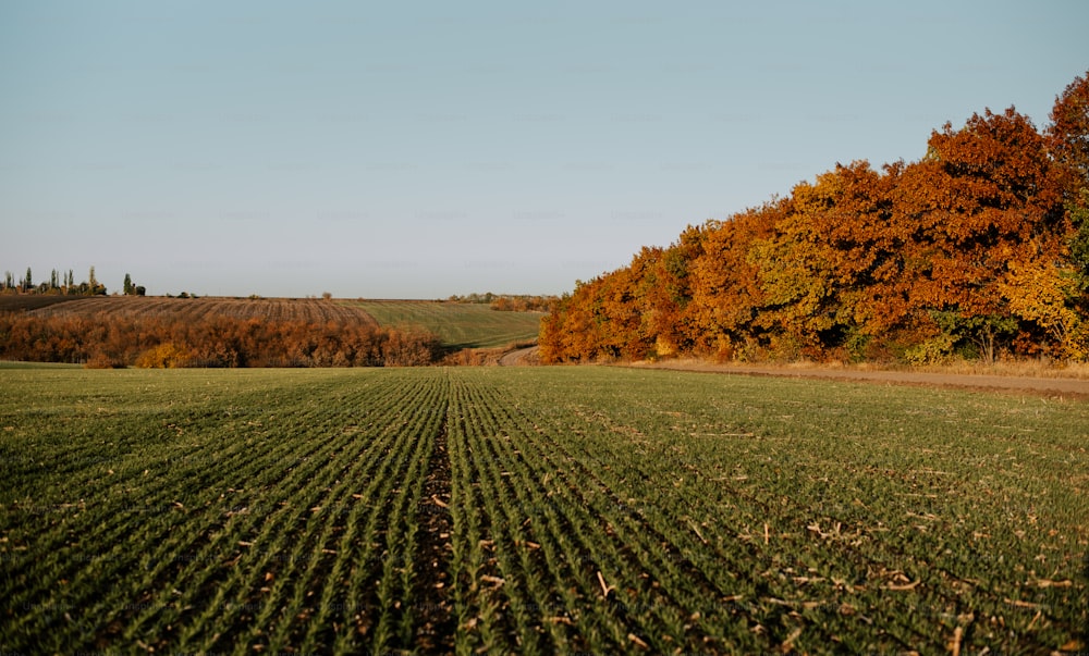 a plowed field with trees in the background