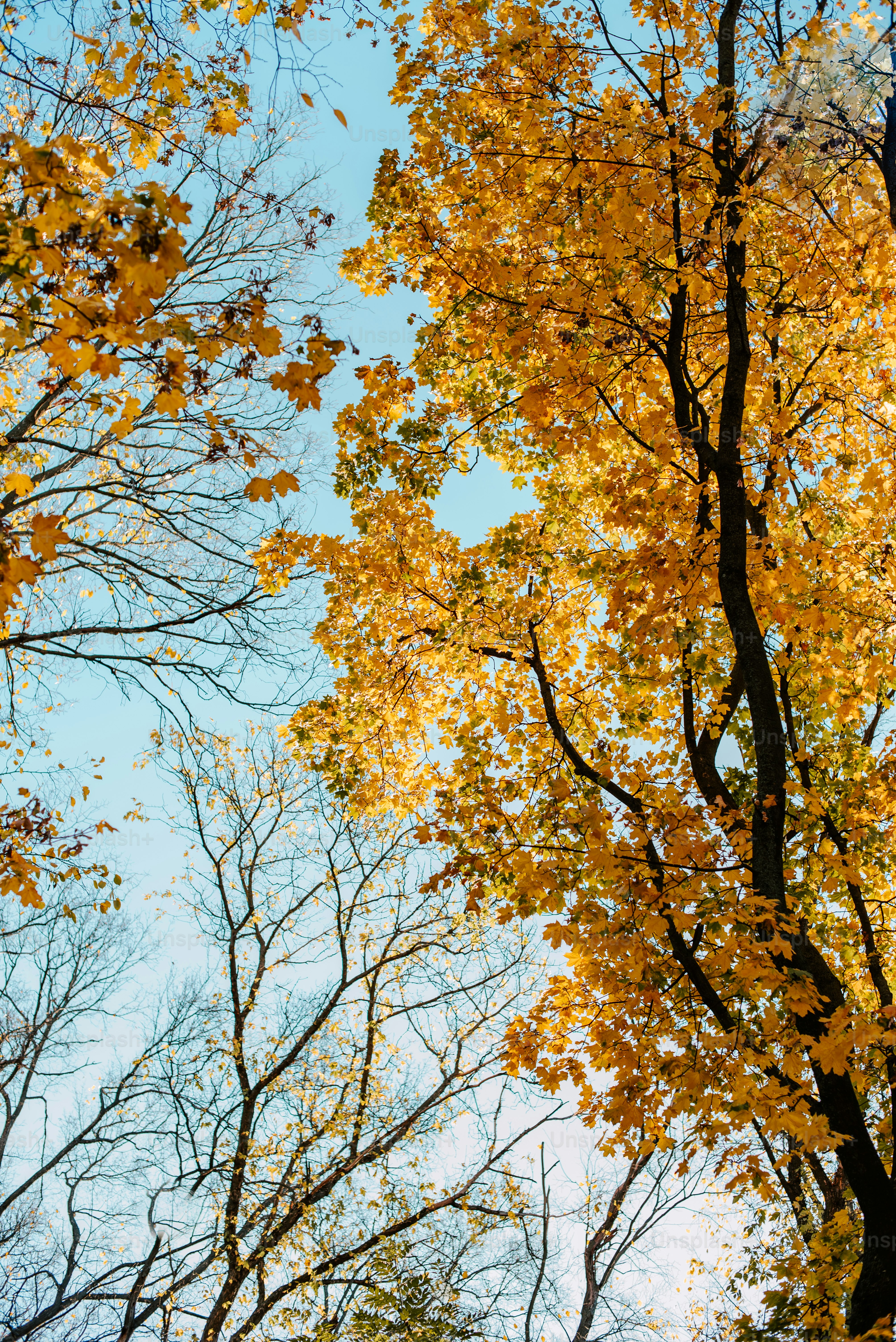 A group of trees with yellow leaves on them photo – Forest Image on ...