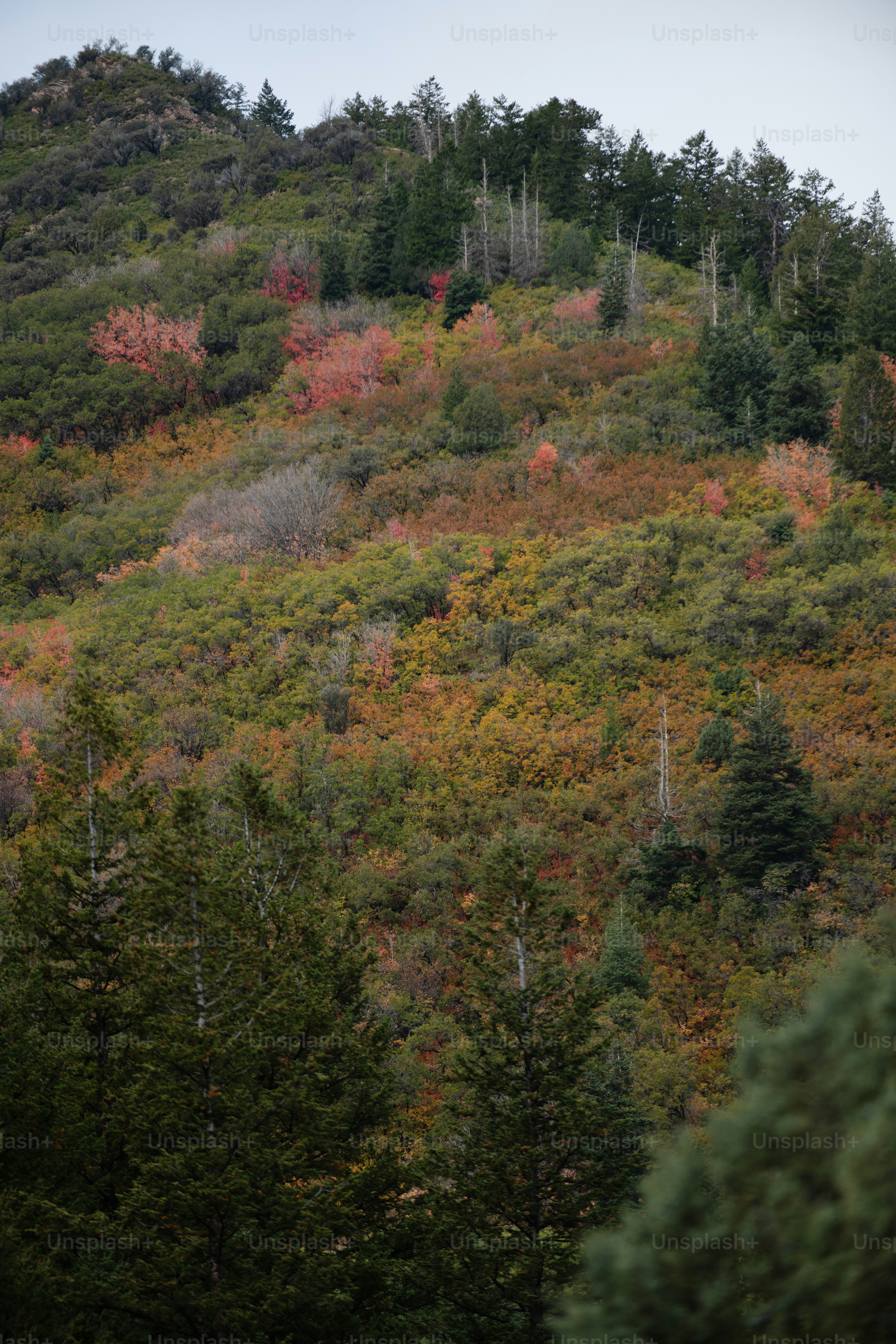 une colline avec des arbres sur le flanc