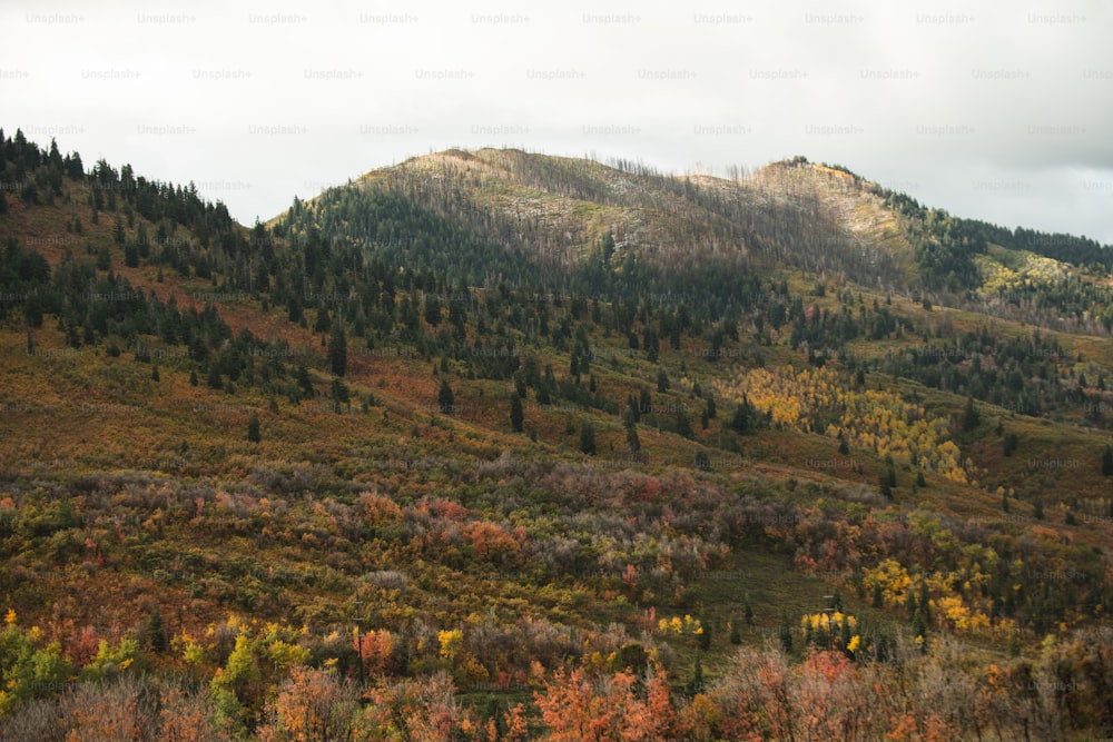 a mountain covered in lots of trees next to a forest