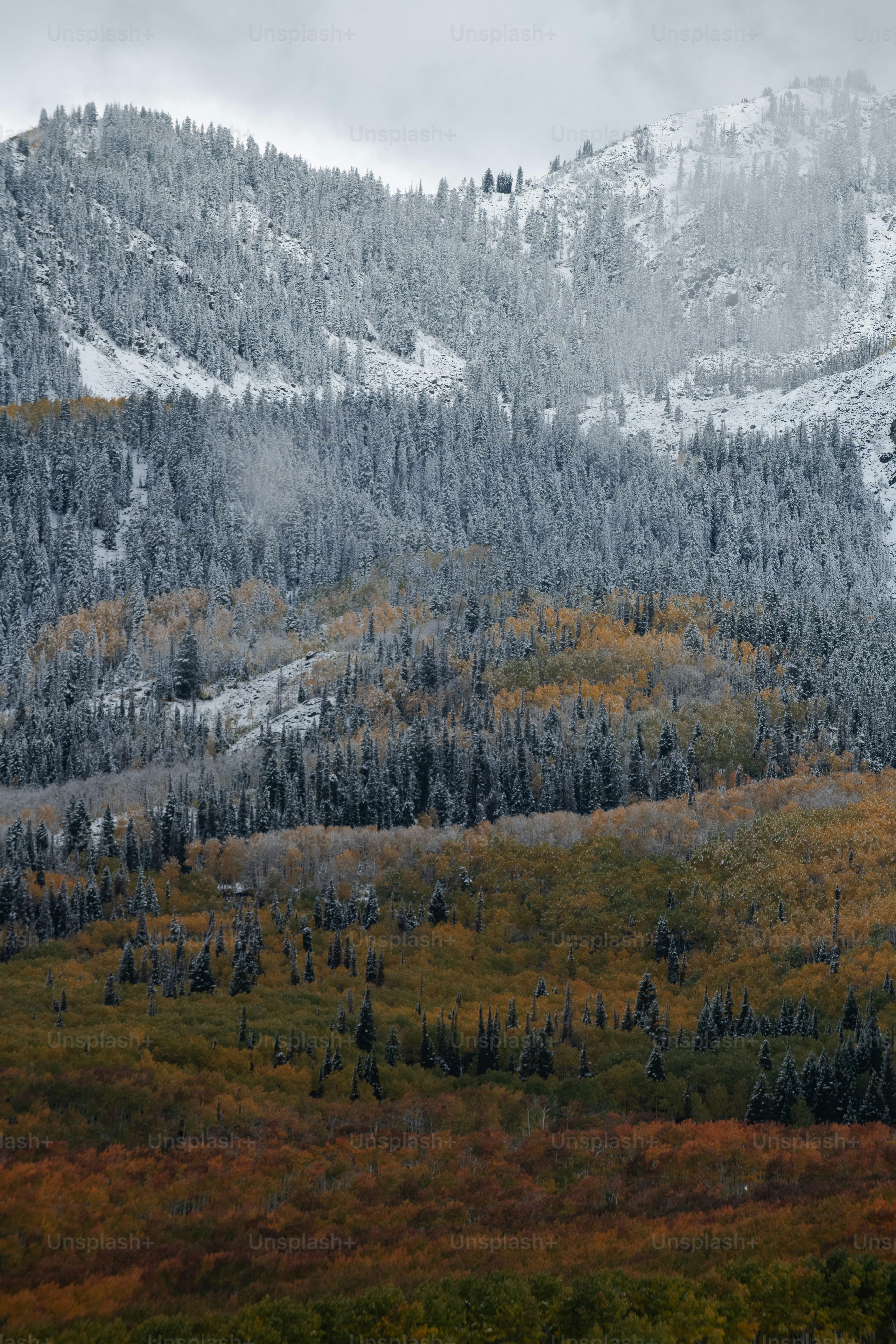 une montagne couverte de beaucoup de neige et d’arbres