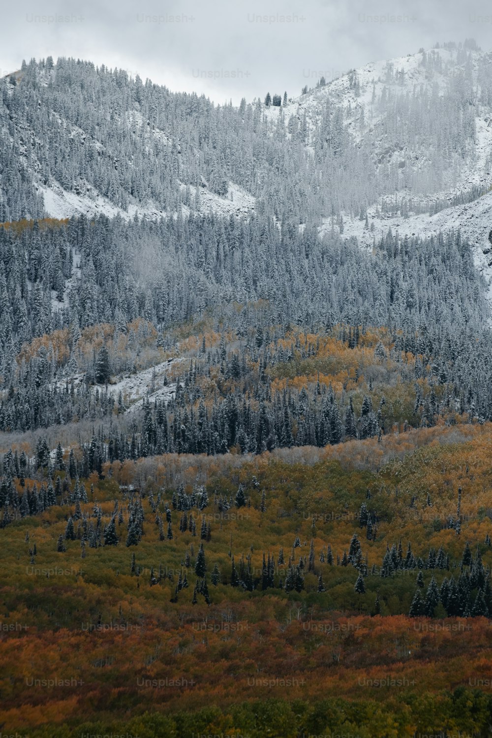 una montagna coperta di neve e alberi