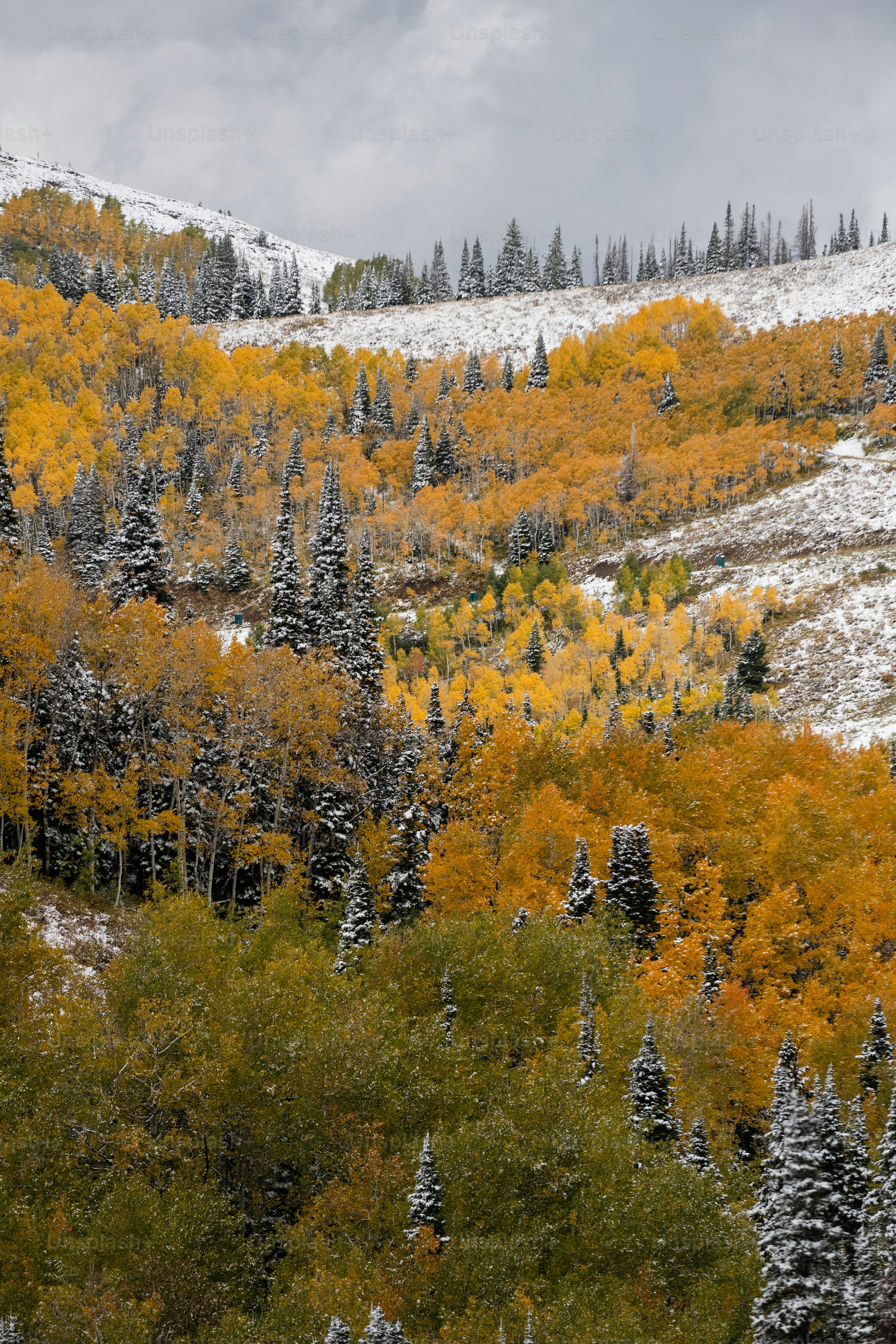 Une montagne enneigée avec des arbres au premier plan