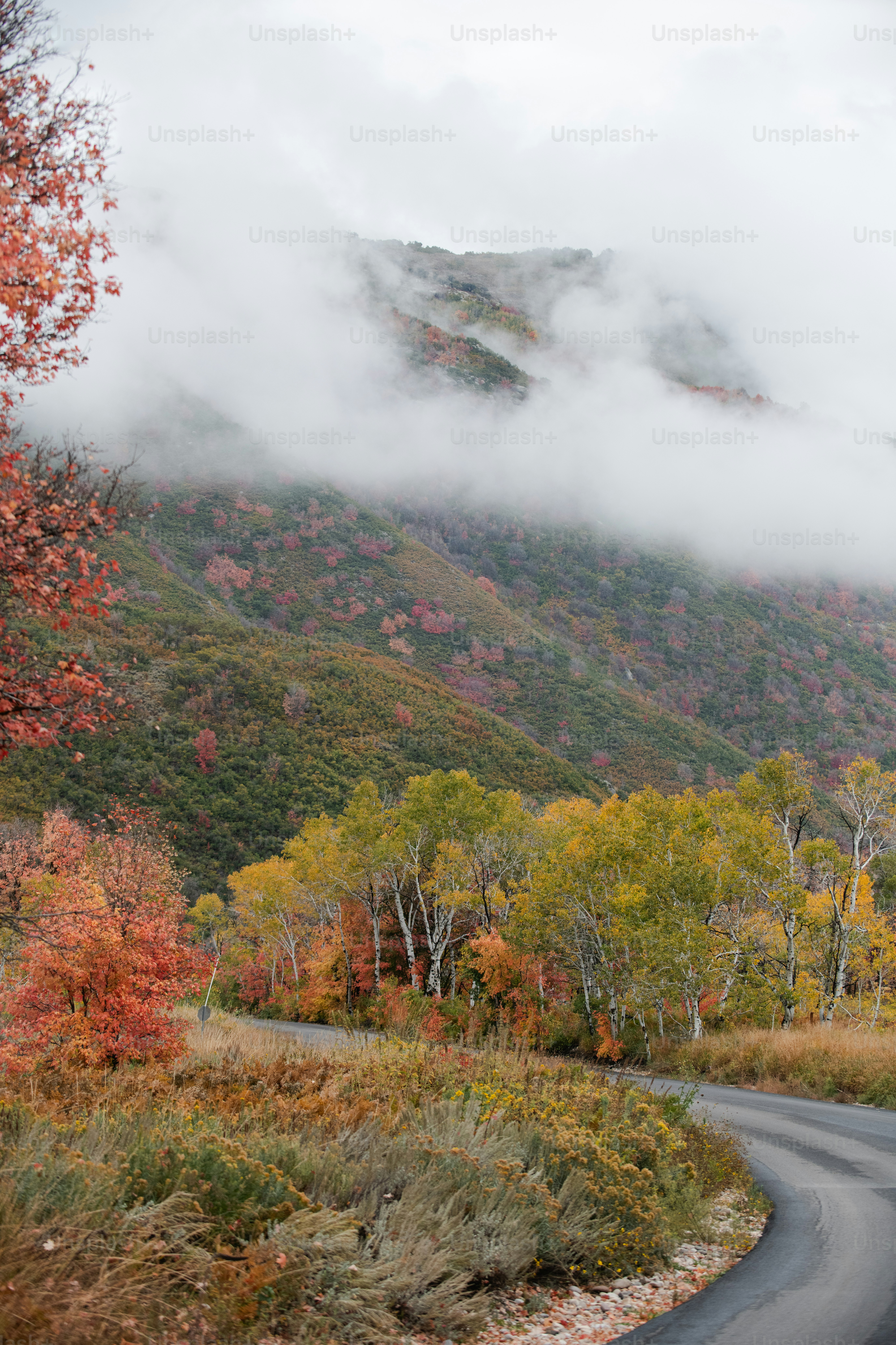 Une route sinueuse entourée d’arbres avec une montagne en arrière-plan