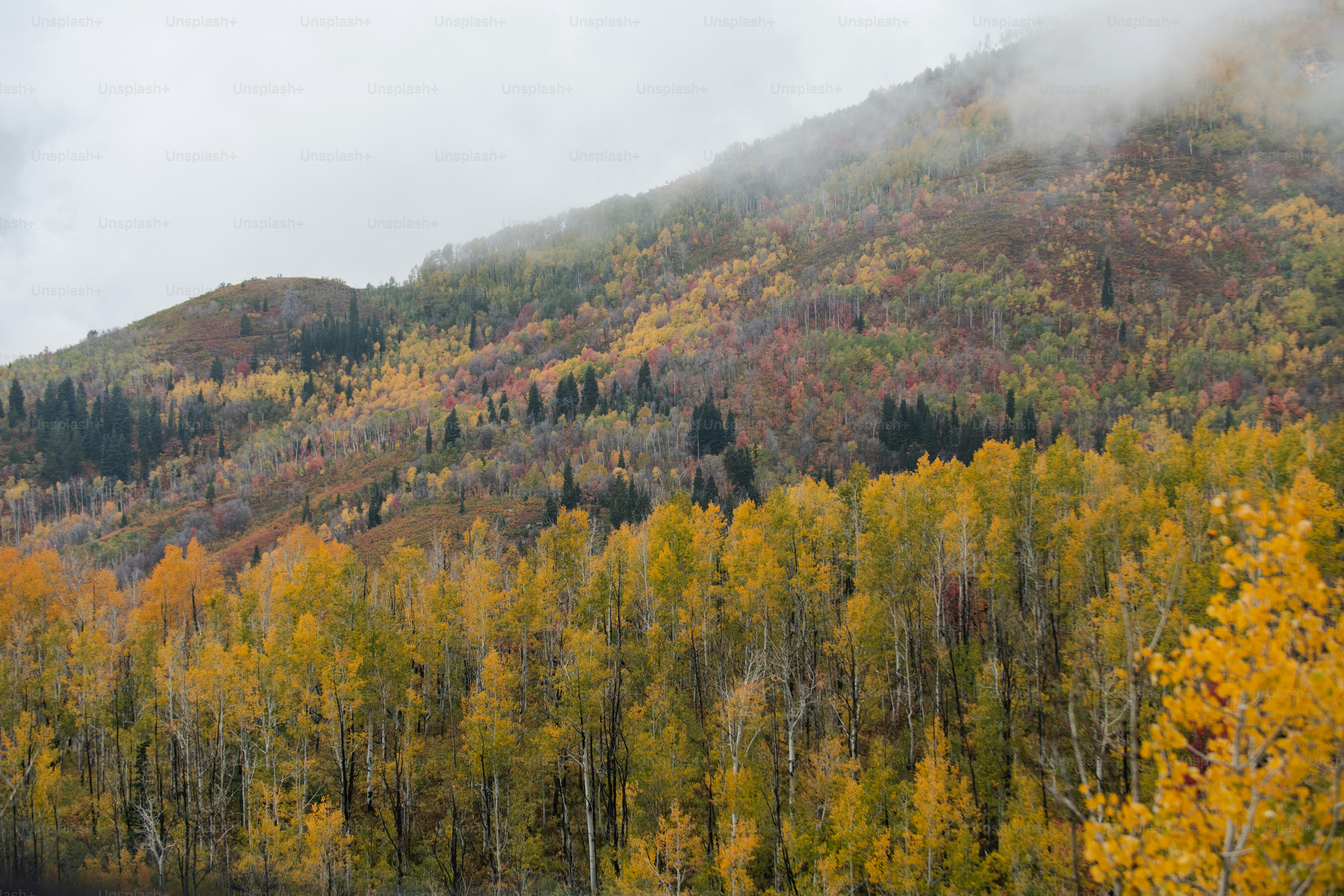 une montagne couverte de nombreux arbres à côté d’une forêt