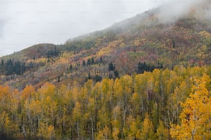 a mountain covered in lots of trees next to a forest