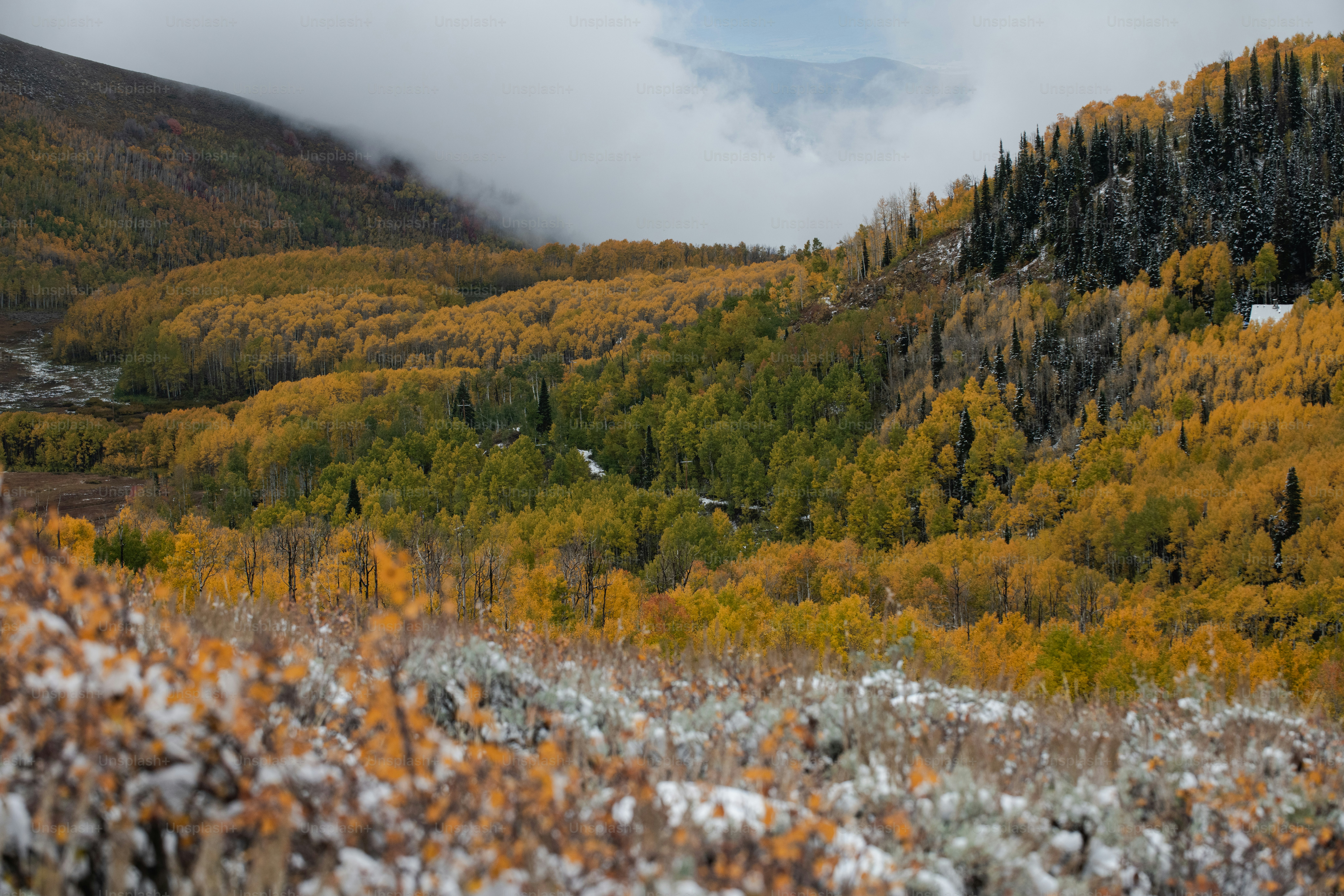 Una vista panorámica de una montaña con árboles en primer plano
