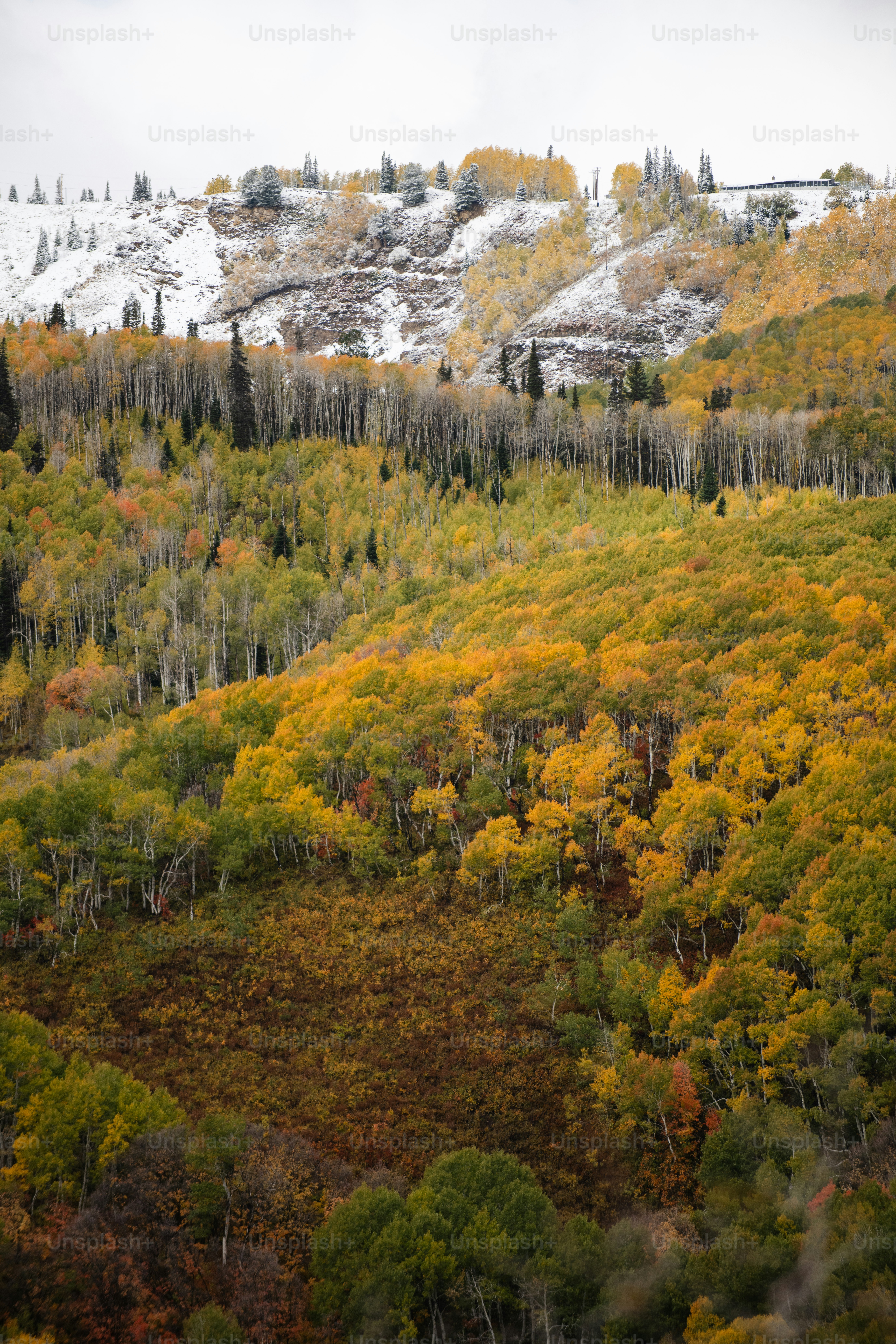 une montagne couverte de nombreux arbres à côté d’une forêt
