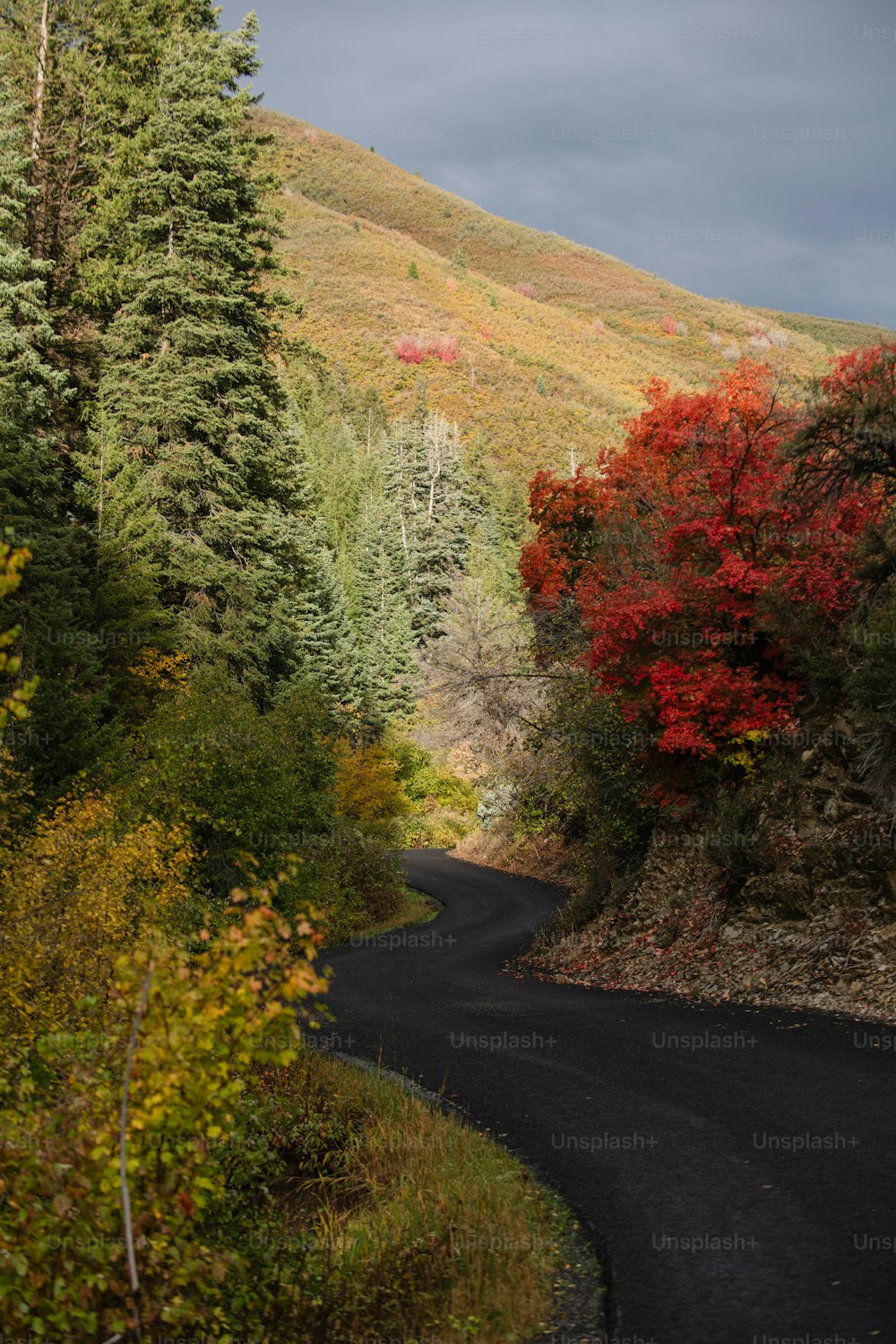 a winding road in the middle of a forest