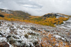 a snow covered hillside with yellow trees in the background