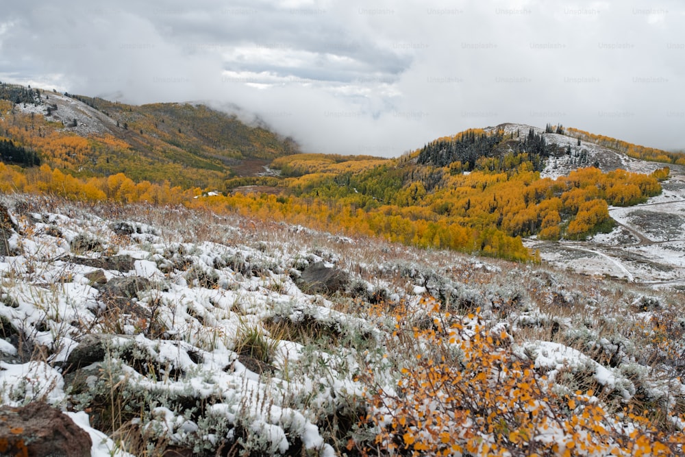 a snow covered hillside with yellow trees in the background
