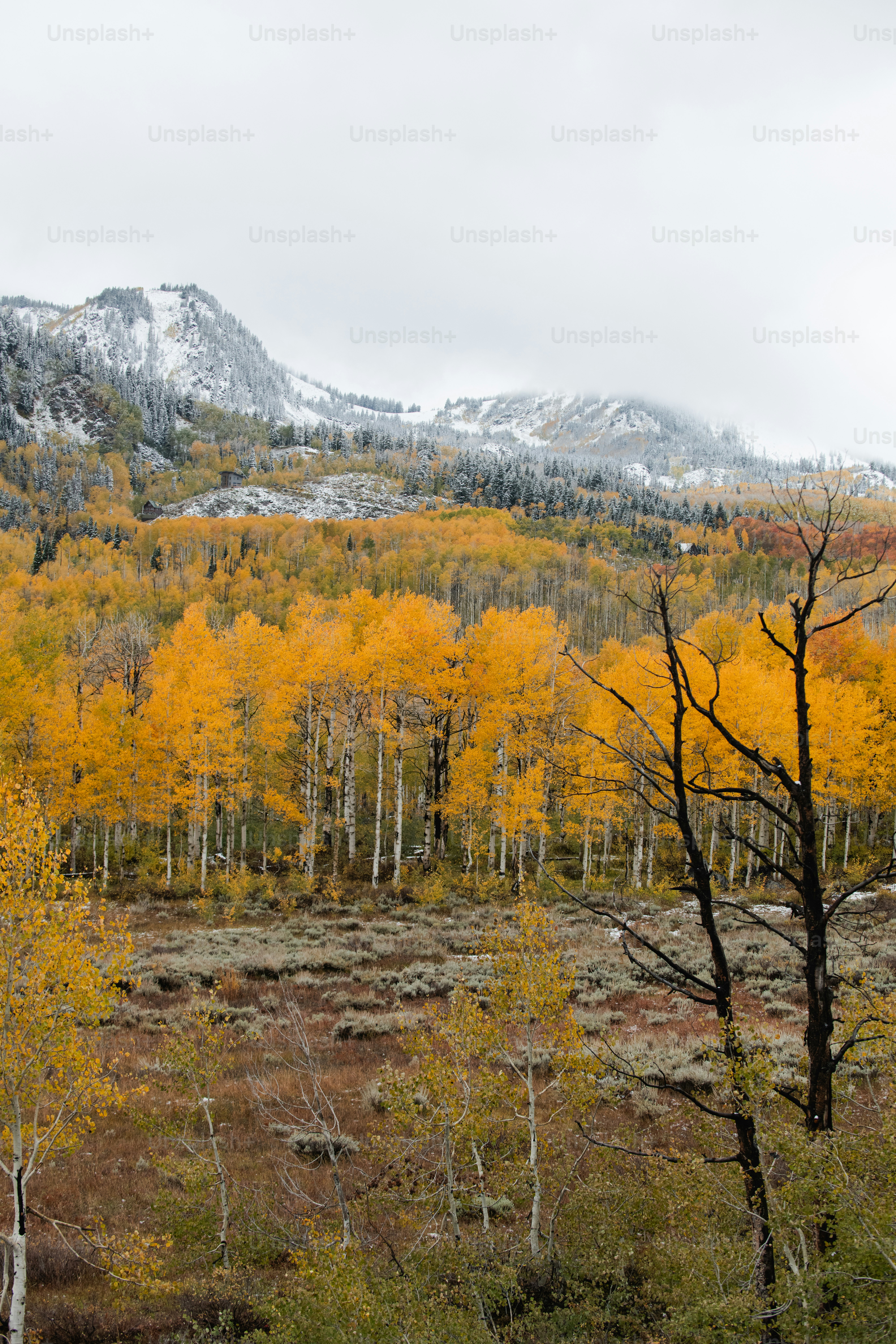 une forêt remplie de nombreux arbres recouverts de neige