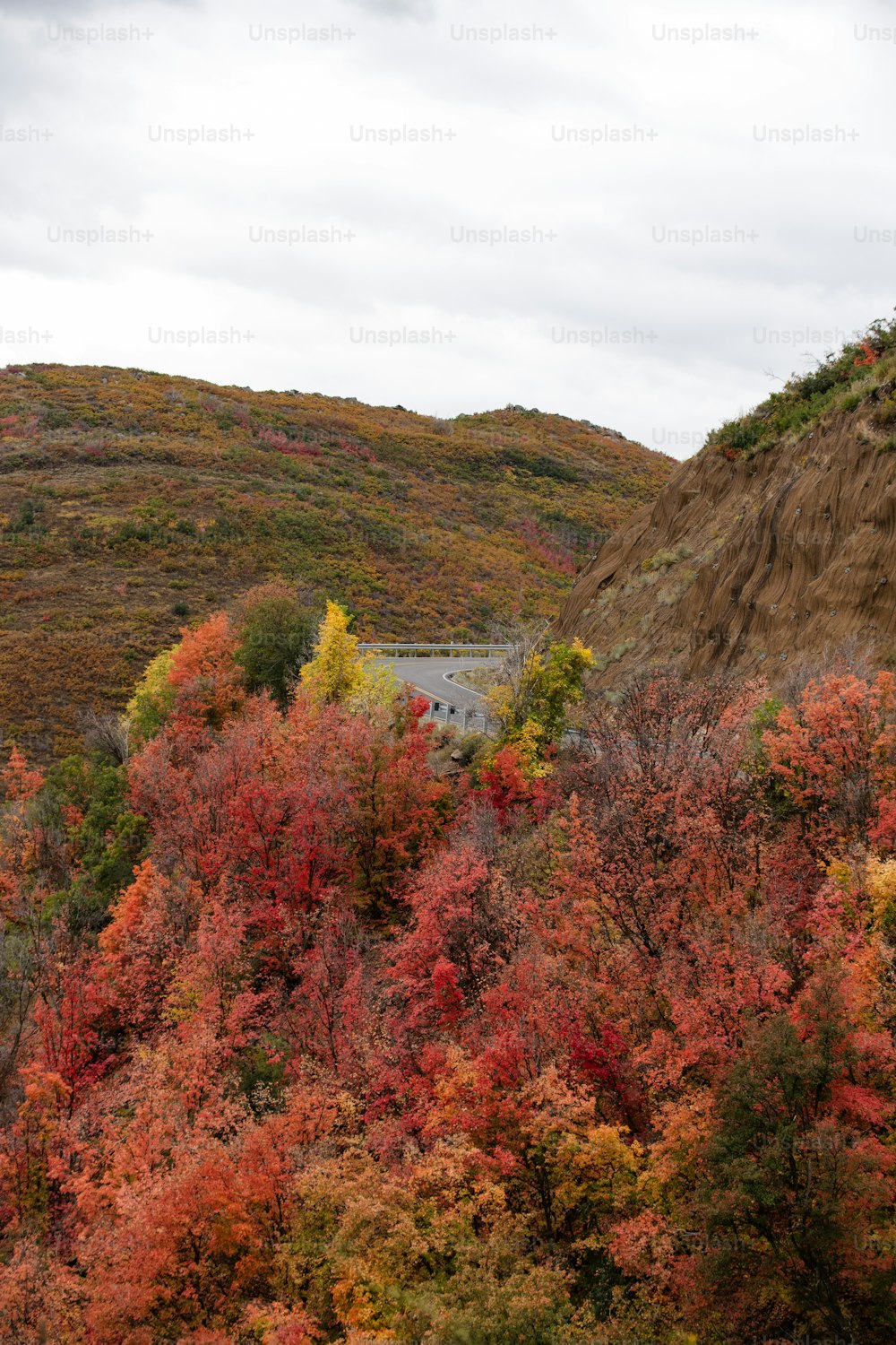 a scenic view of a road surrounded by colorful trees