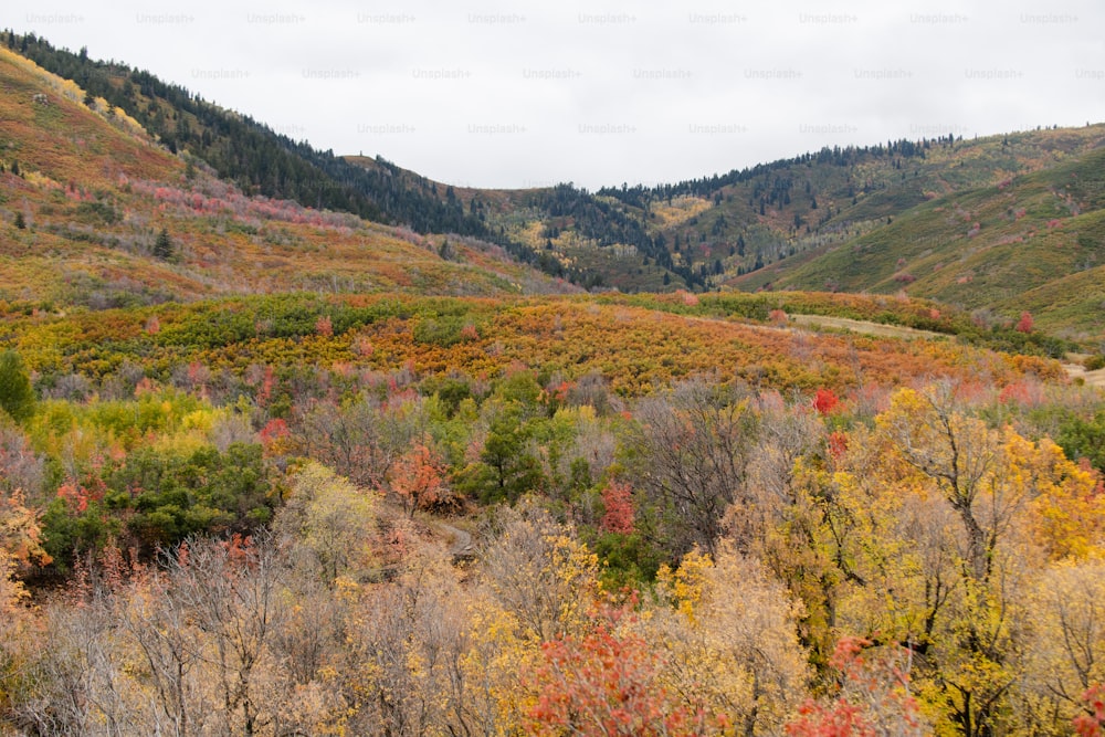 a scenic view of a mountain with trees in the foreground