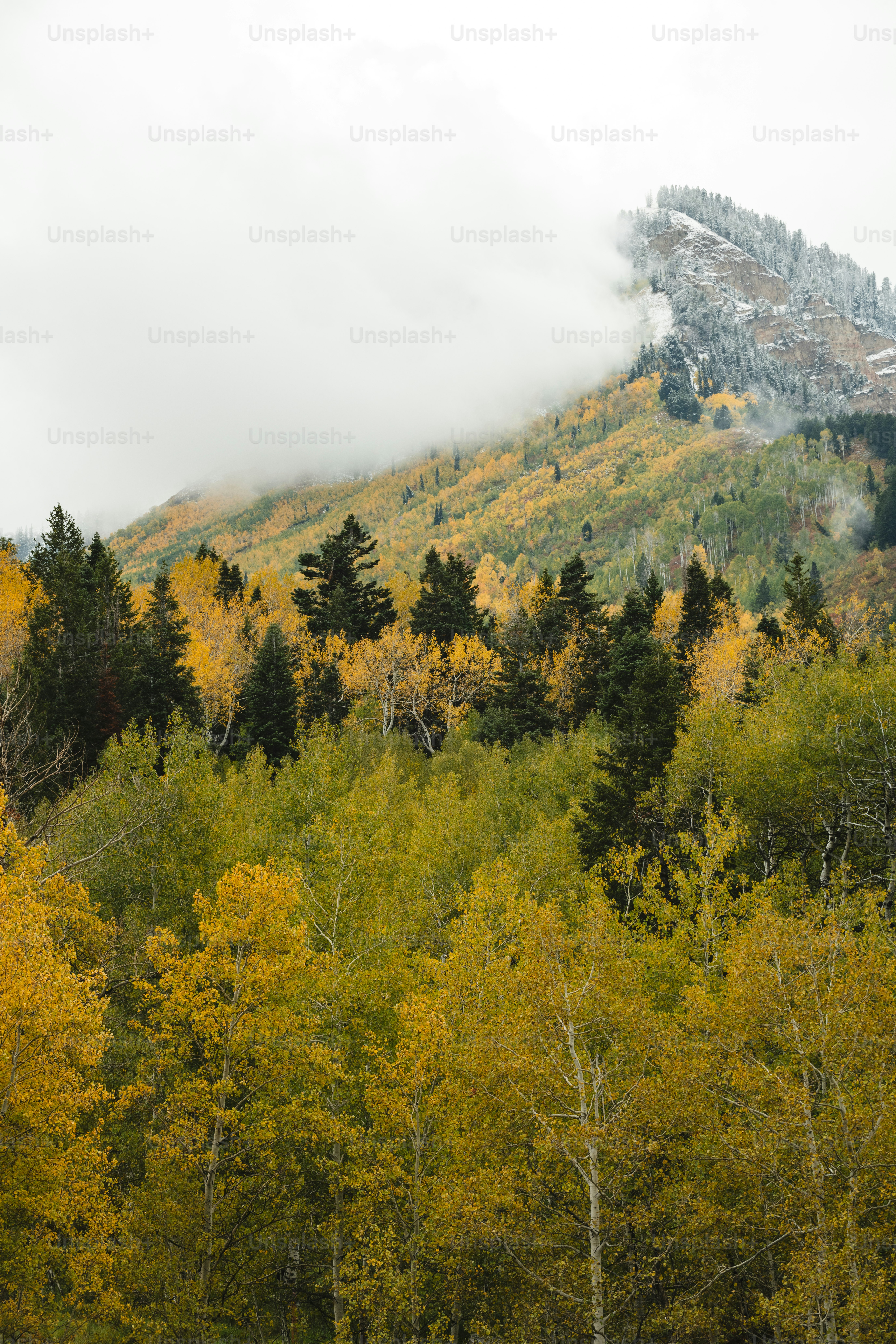 a mountain covered in lots of trees next to a forest