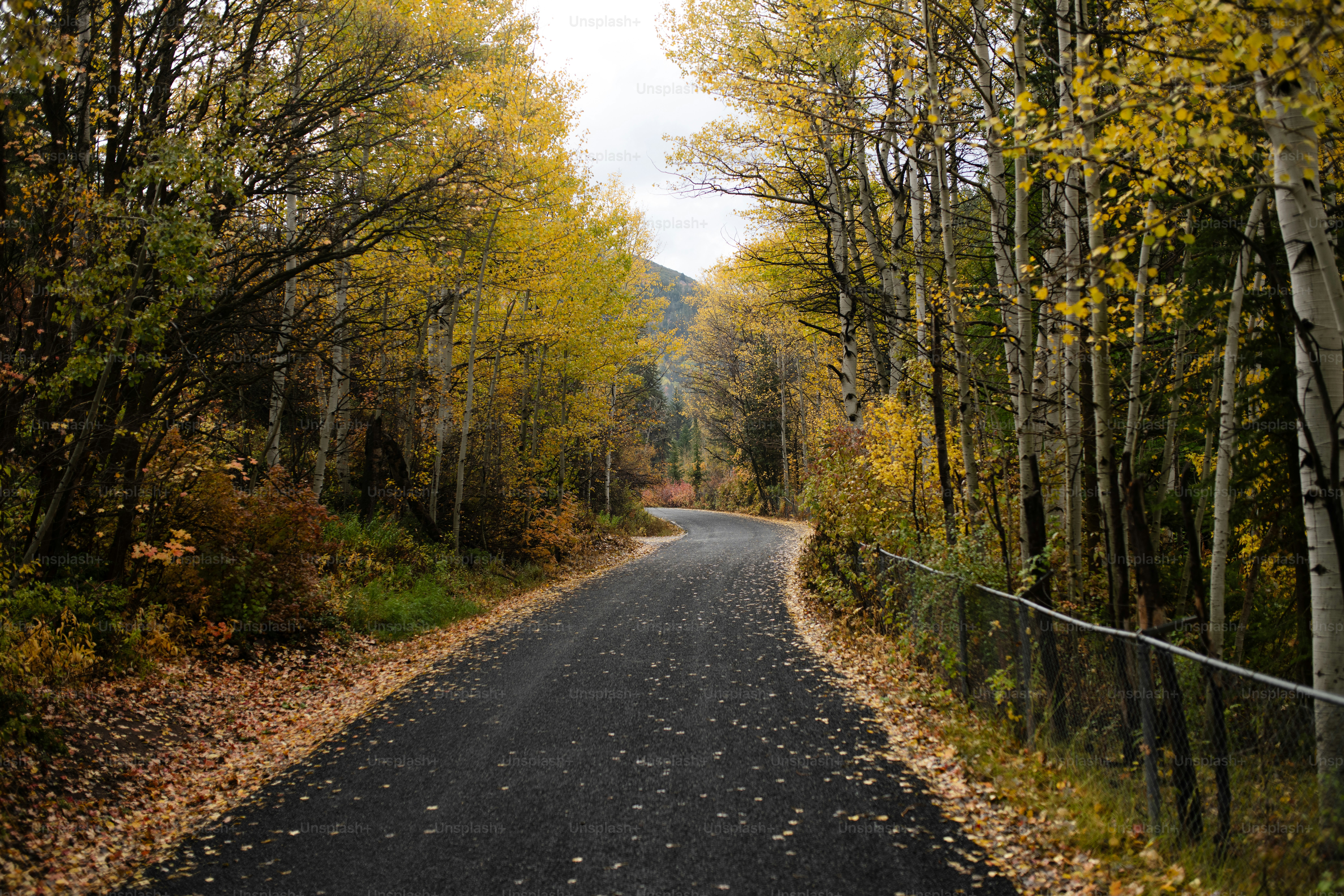 a road surrounded by trees with yellow leaves