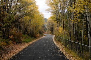 una strada circondata da alberi dalle foglie gialle