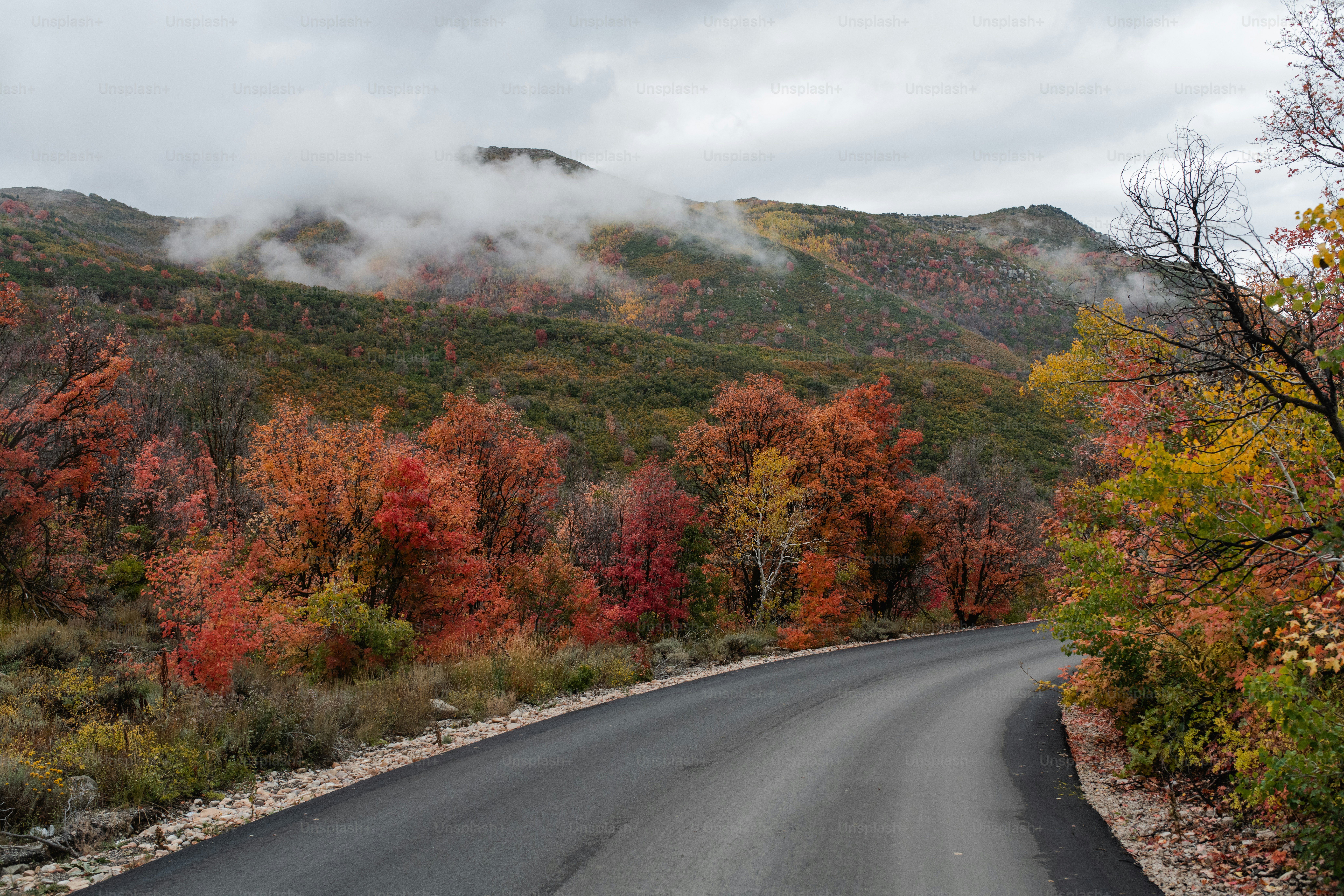 a winding road surrounded by trees with fall colors