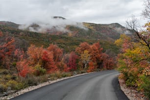 uma estrada sinuosa cercada por árvores com cores de queda