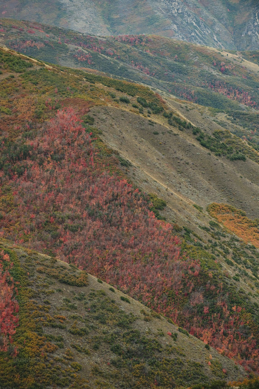 붉은 색과 초록색 나무로 뒤덮인 언덕