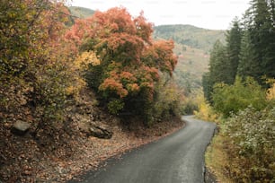 uma estrada sinuosa cercada por árvores e folhagens
