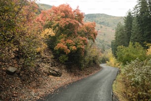 eine kurvenreiche Straße, umgeben von Bäumen und Laub