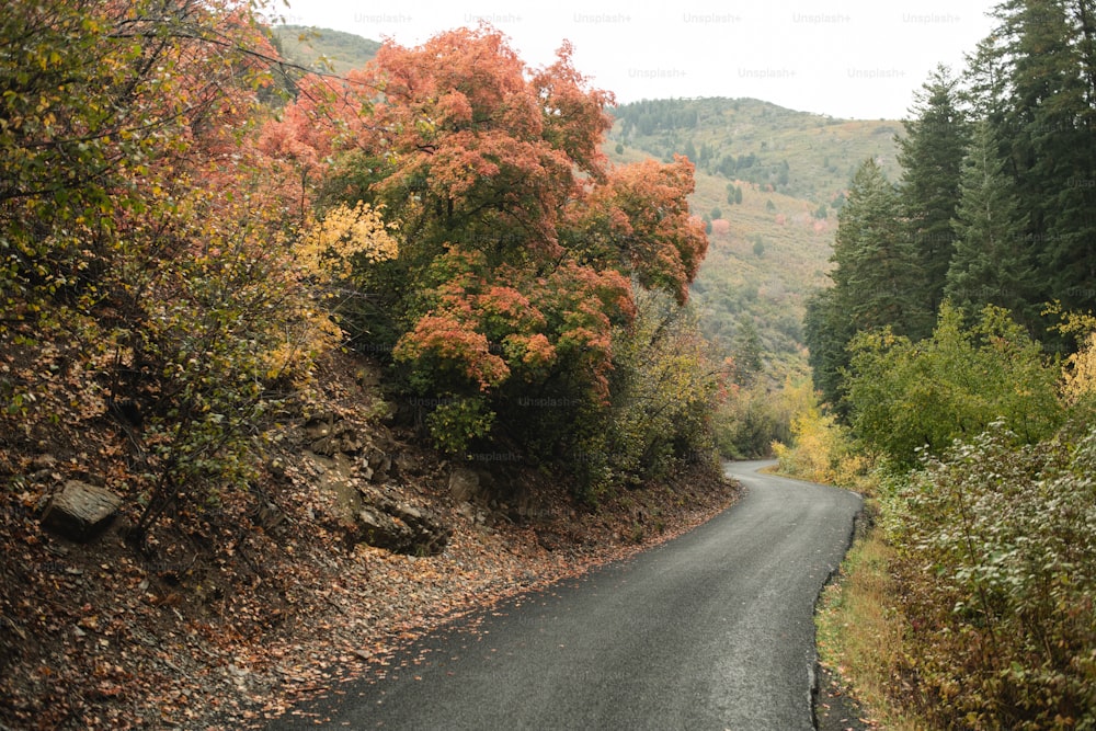 a winding road surrounded by trees and foliage