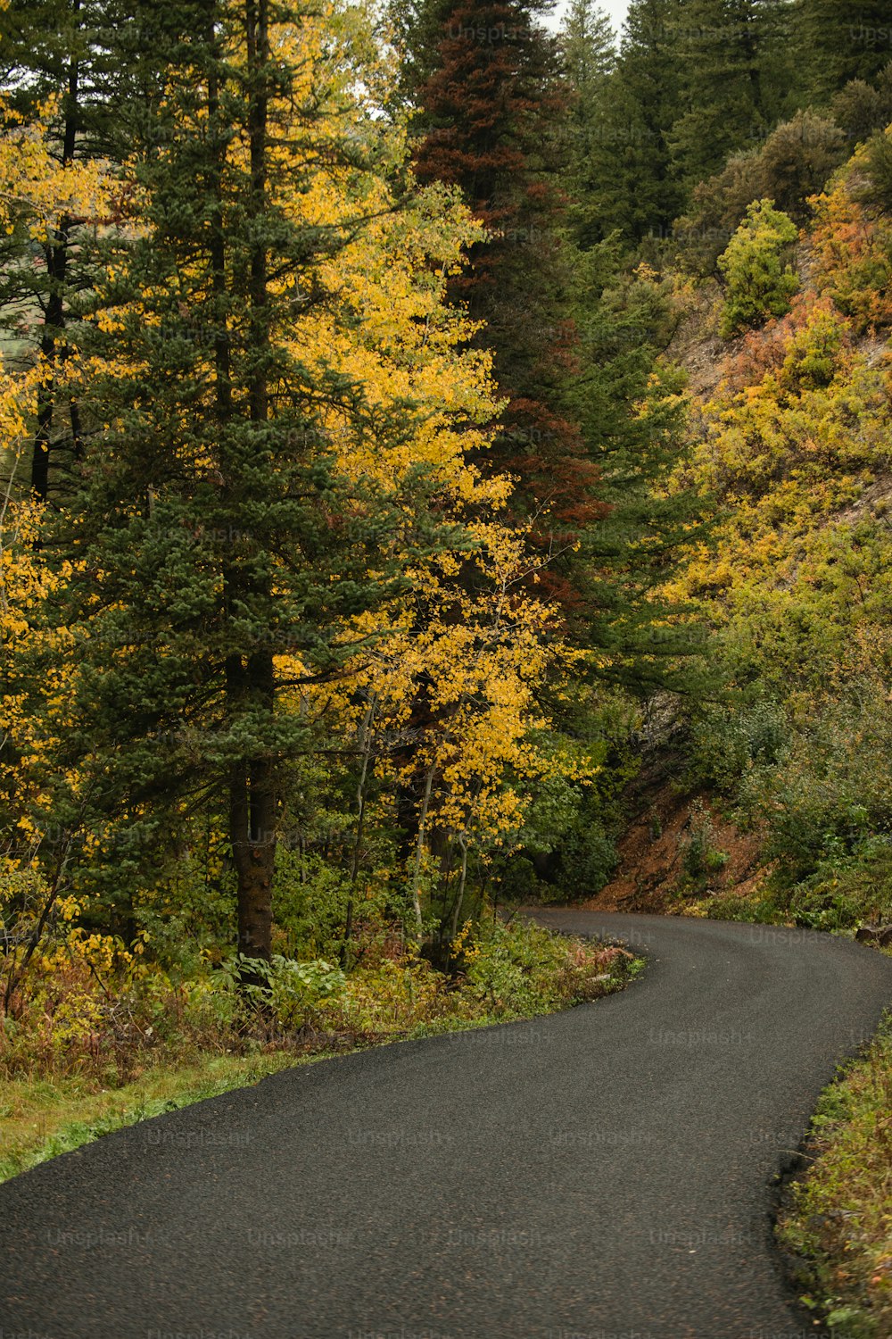 a winding road in the middle of a forest