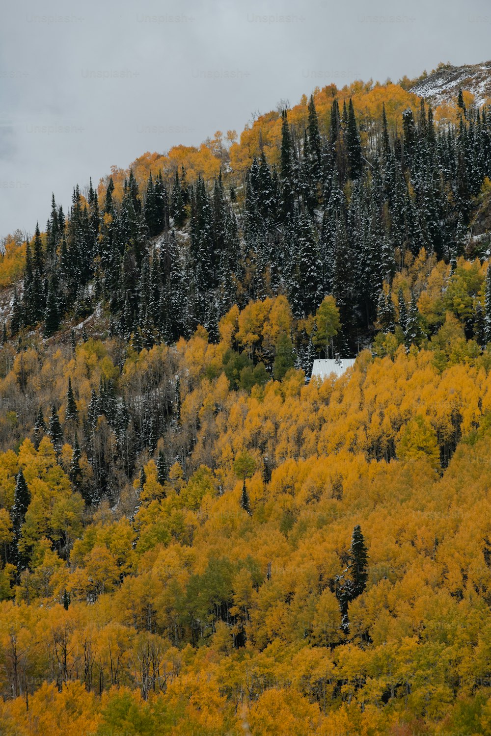 Ein Berg, der mit vielen Bäumen und gelben Blättern bedeckt ist