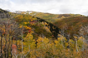 a view of a mountain with trees in the foreground