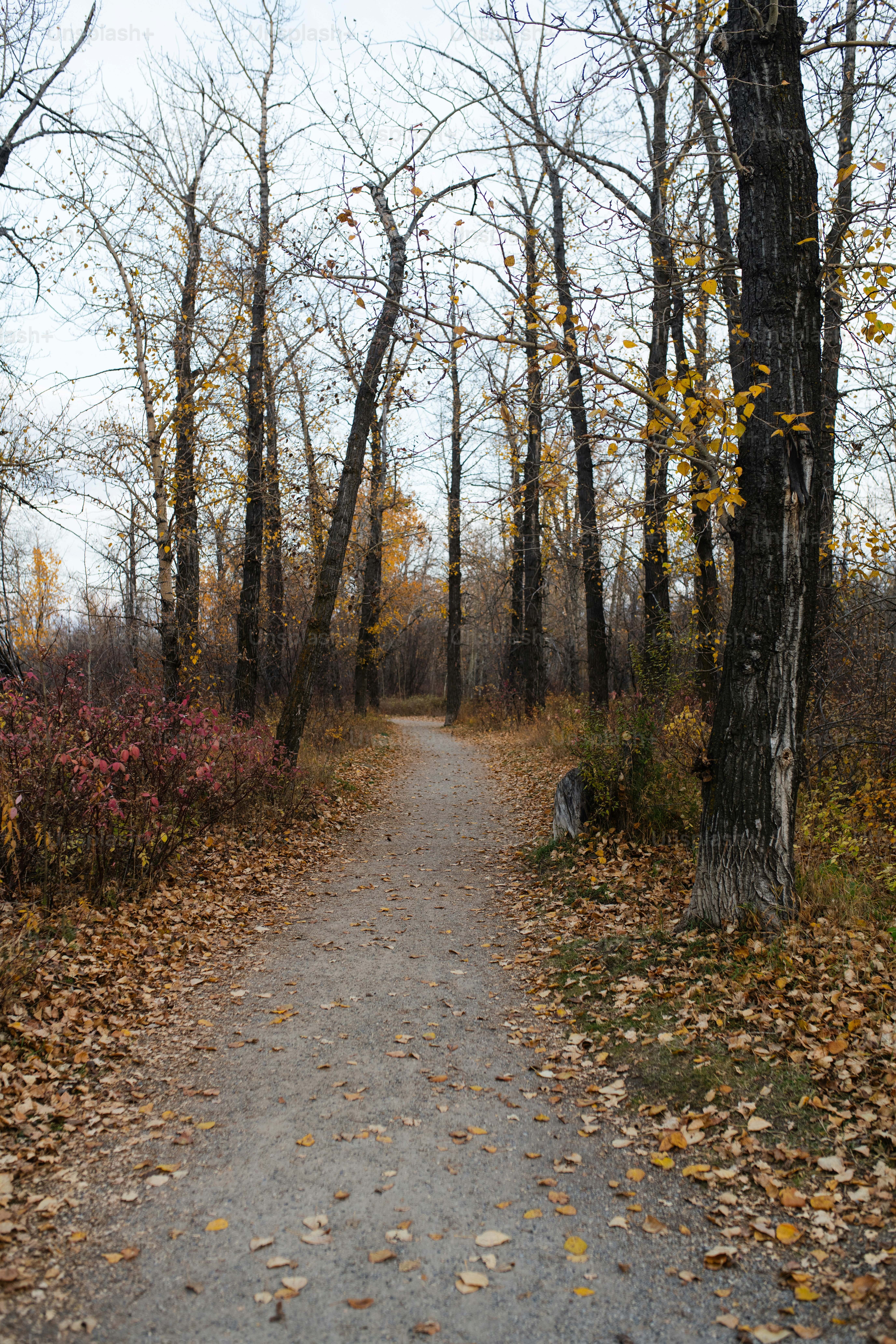 un chemin de terre entouré d’arbres et de feuilles