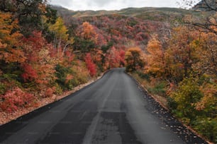 an empty road surrounded by trees in the fall