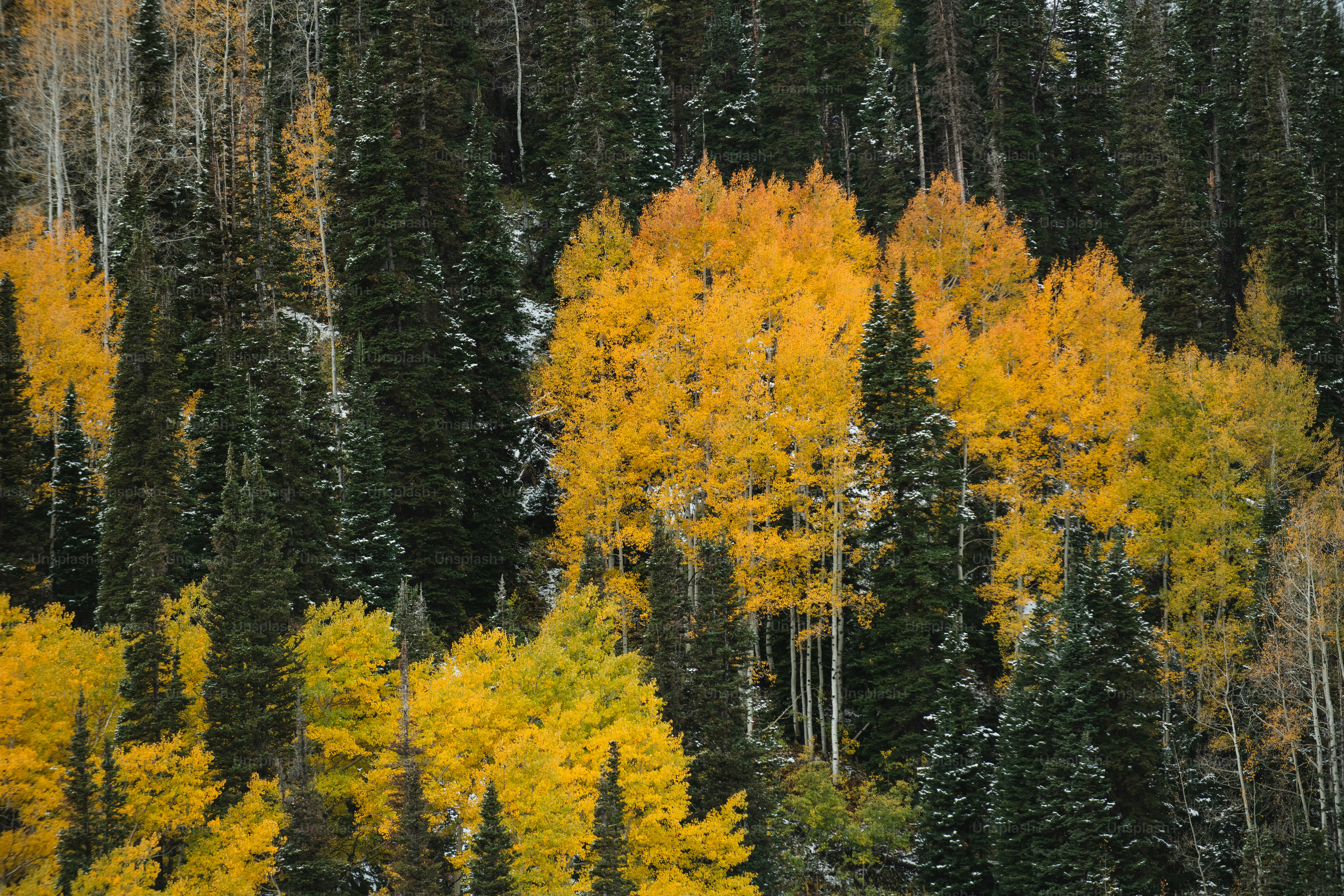 une forêt remplie de nombreux arbres recouverts de neige