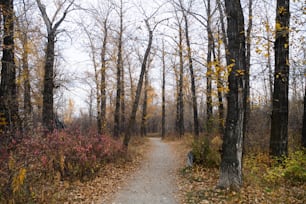 Un sentiero attraverso un bosco con molti alberi