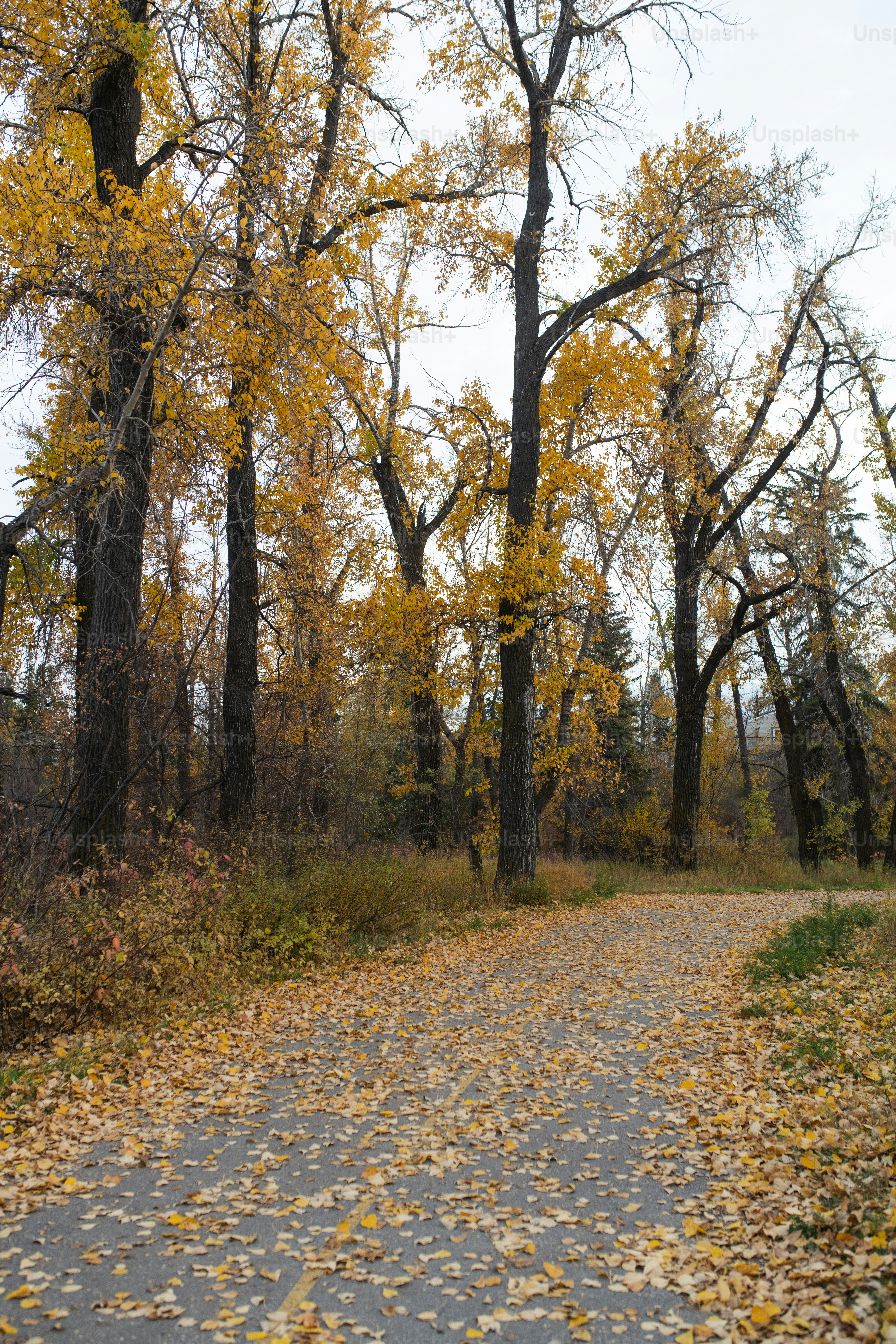 un chemin de terre entouré d’arbres aux feuilles jaunes