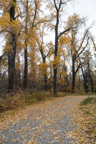 a dirt road surrounded by trees with yellow leaves