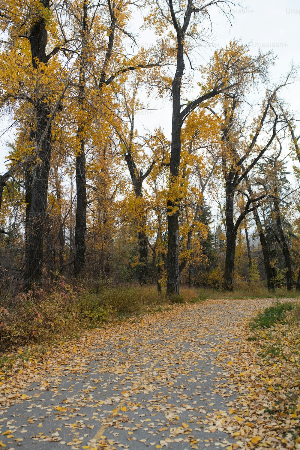 uma estrada de terra cercada por árvores com folhas amarelas