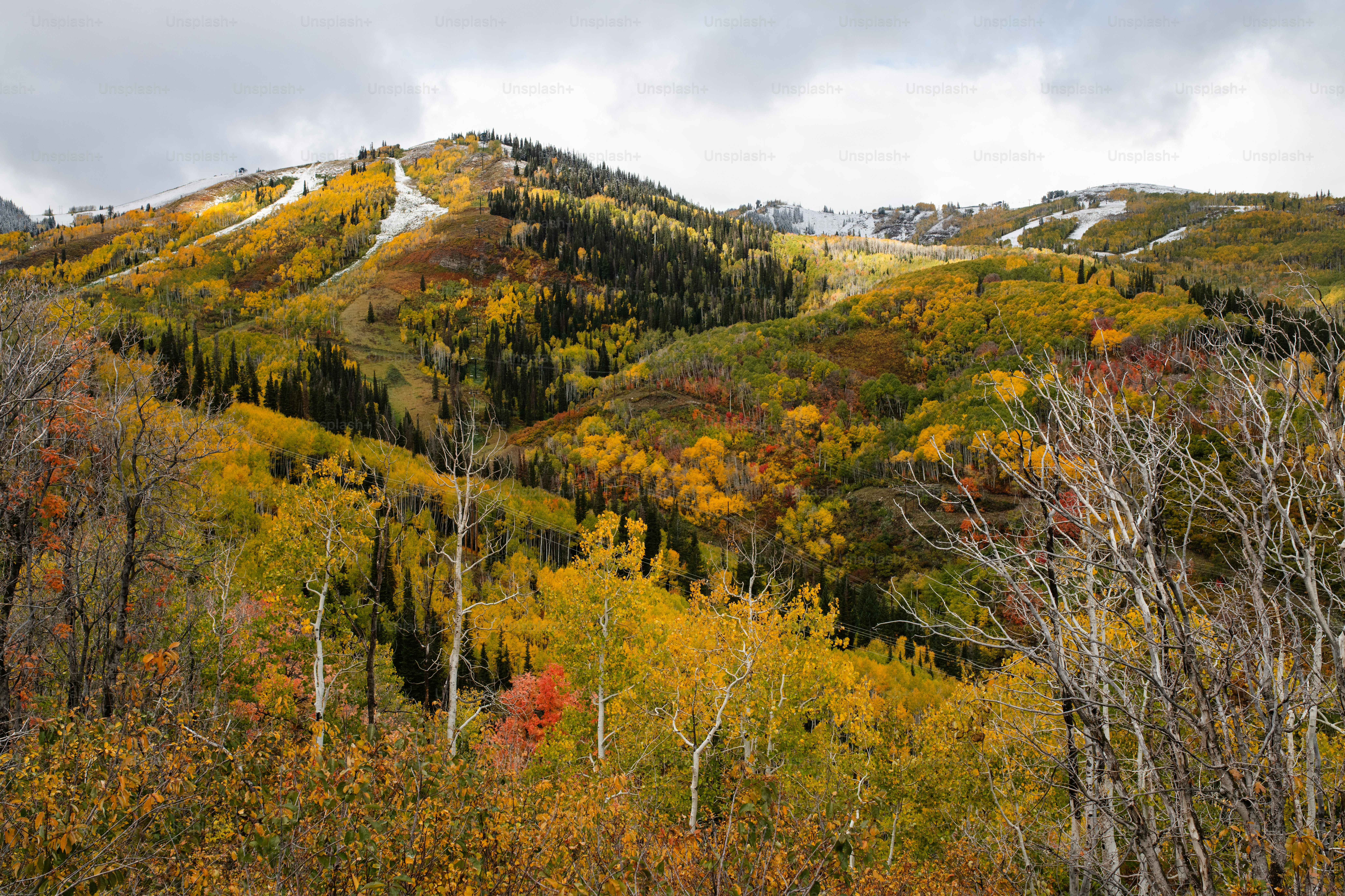 Une montagne couverte de nombreux arbres recouverts de couleurs automnales