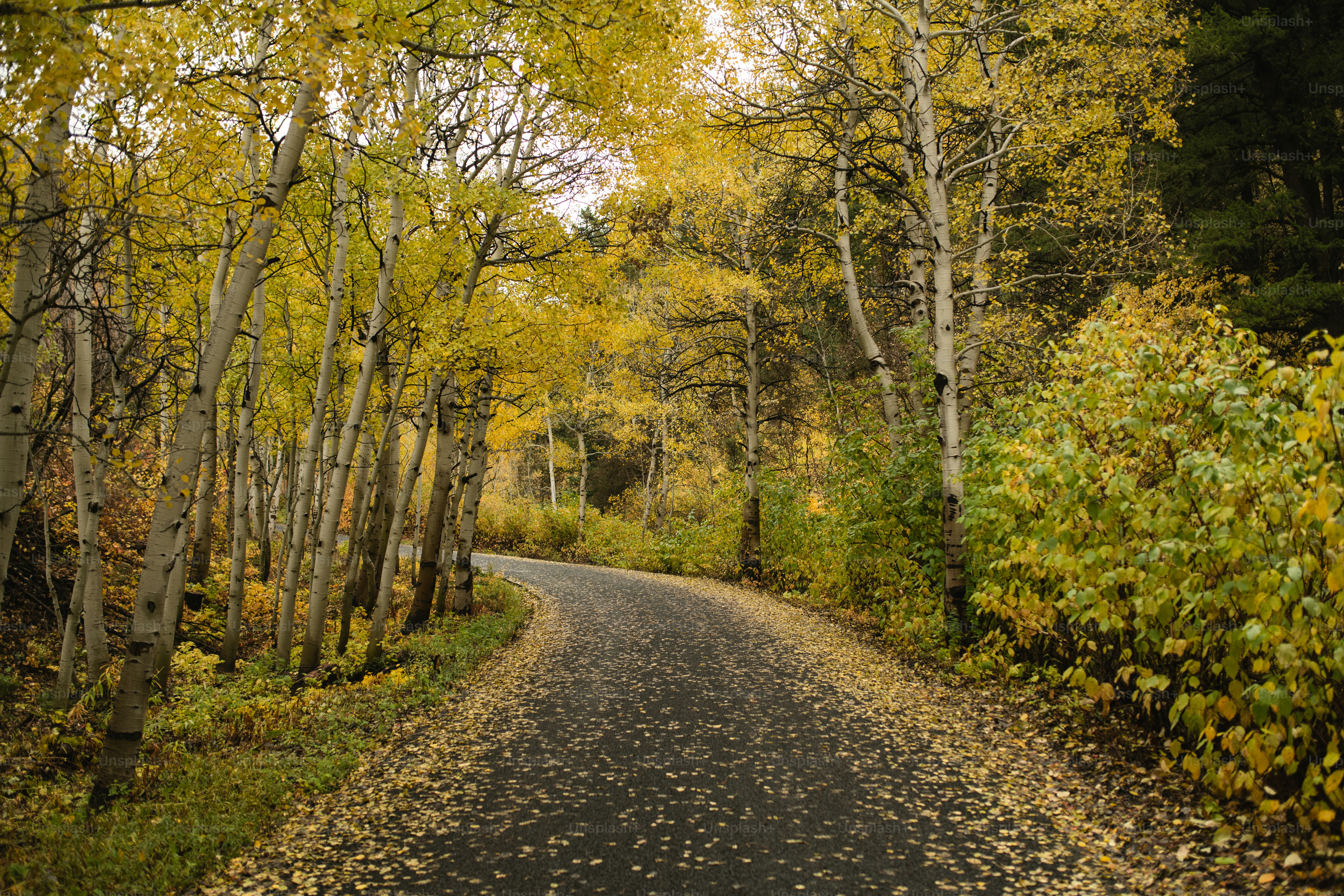 un chemin de terre entouré d’arbres et de feuilles