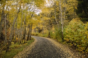 a dirt road surrounded by trees and leaves