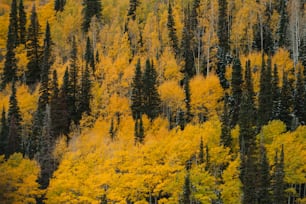 ein Wald mit vielen Bäumen, die mit gelben Blättern bedeckt sind