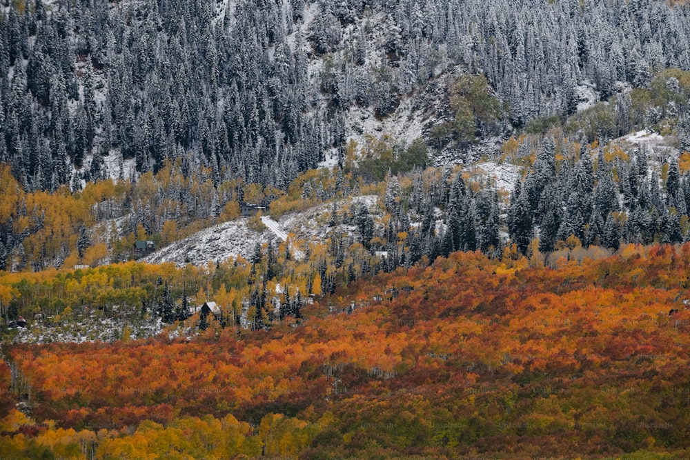 uma montanha coberta de muita neve e árvores