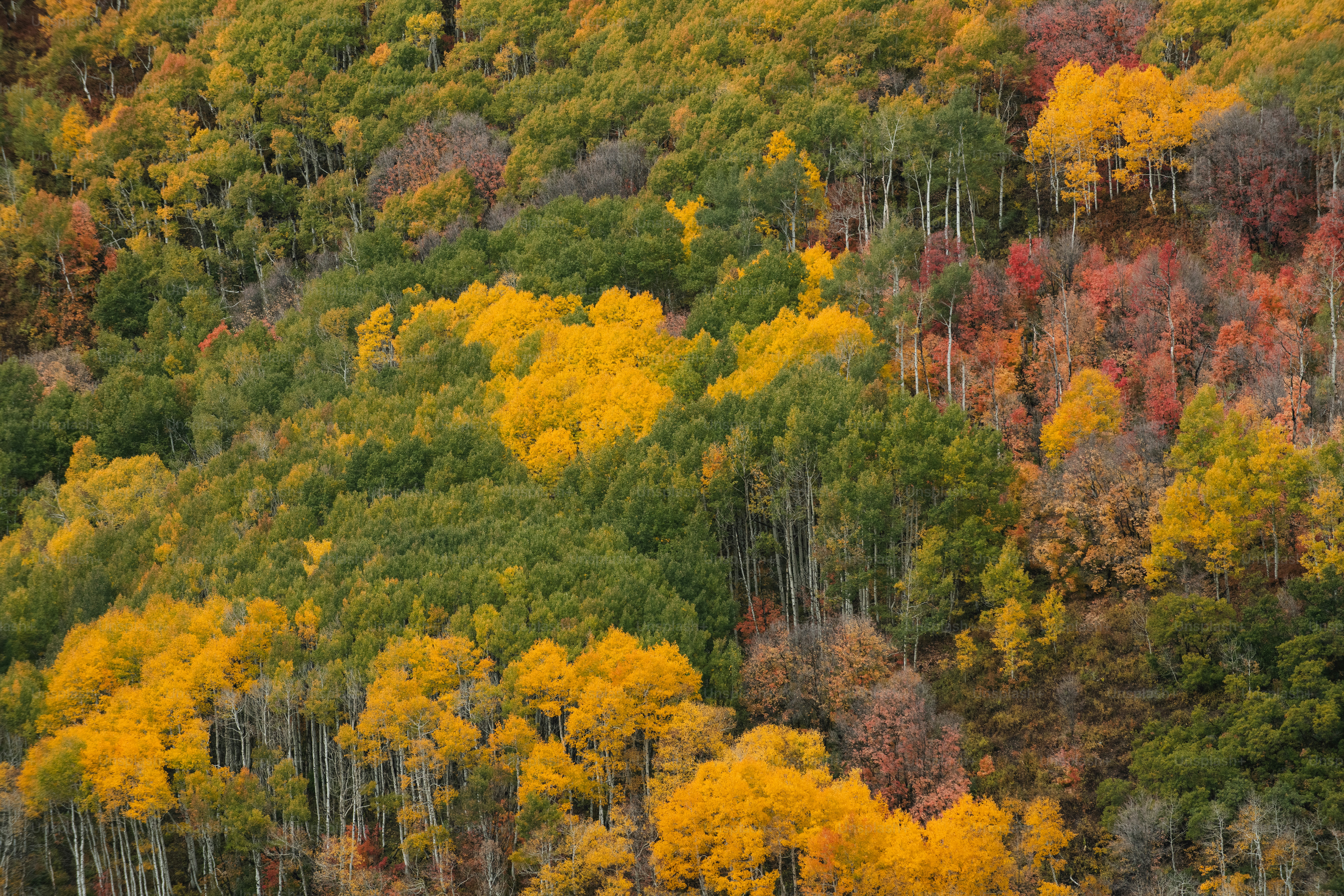 une forêt remplie de beaucoup d’arbres verts et jaunes