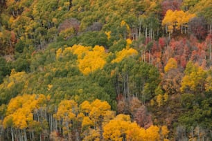 a forest filled with lots of green and yellow trees